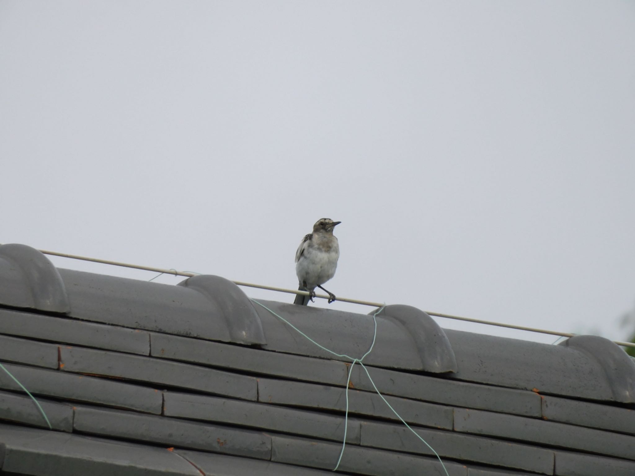 Photo of White-browed Wagtail at 犬山市 by noel