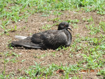 カワラバト 葛西臨海公園 2023年8月17日(木)