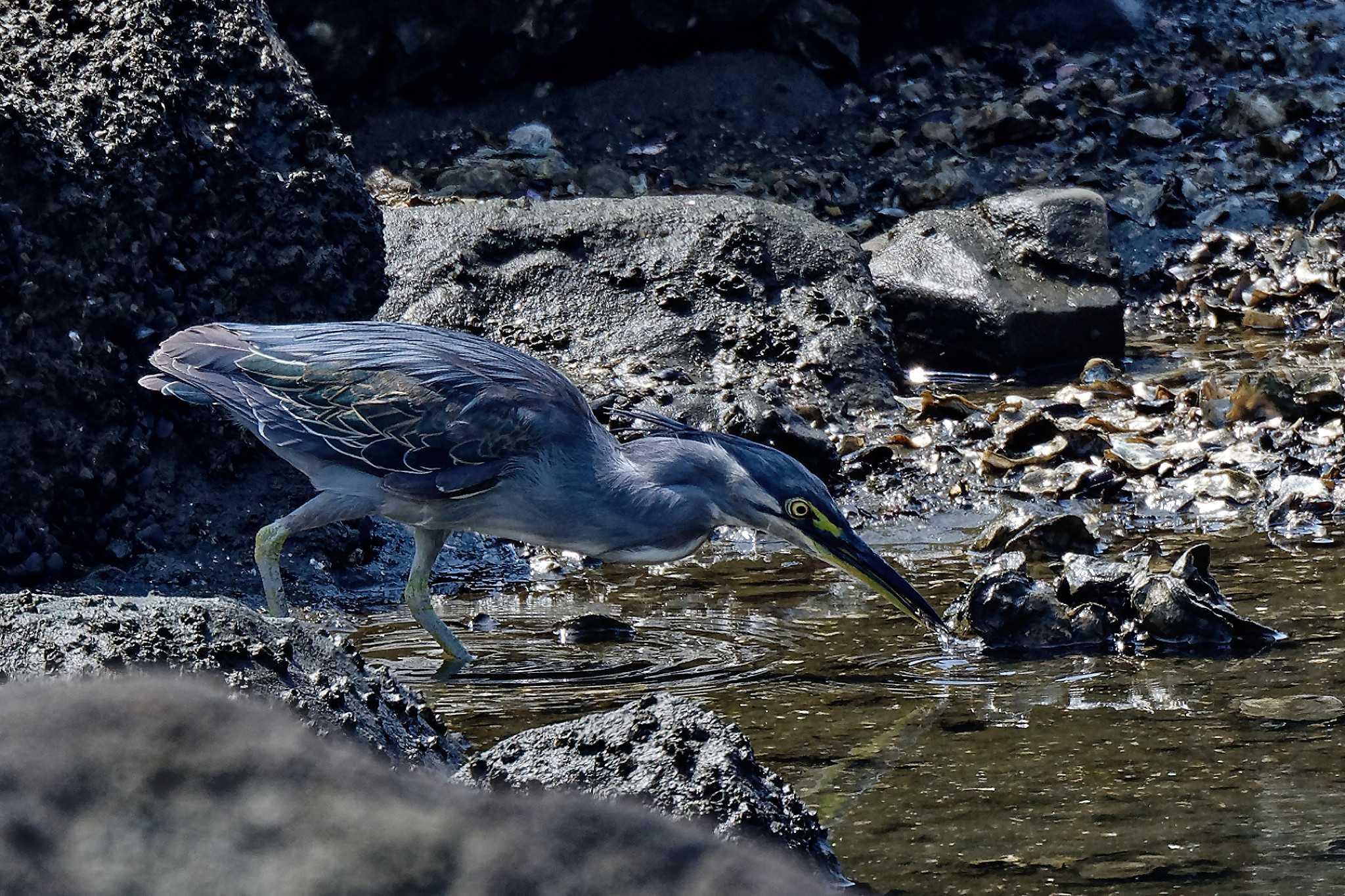 東京港野鳥公園 ササゴイの写真