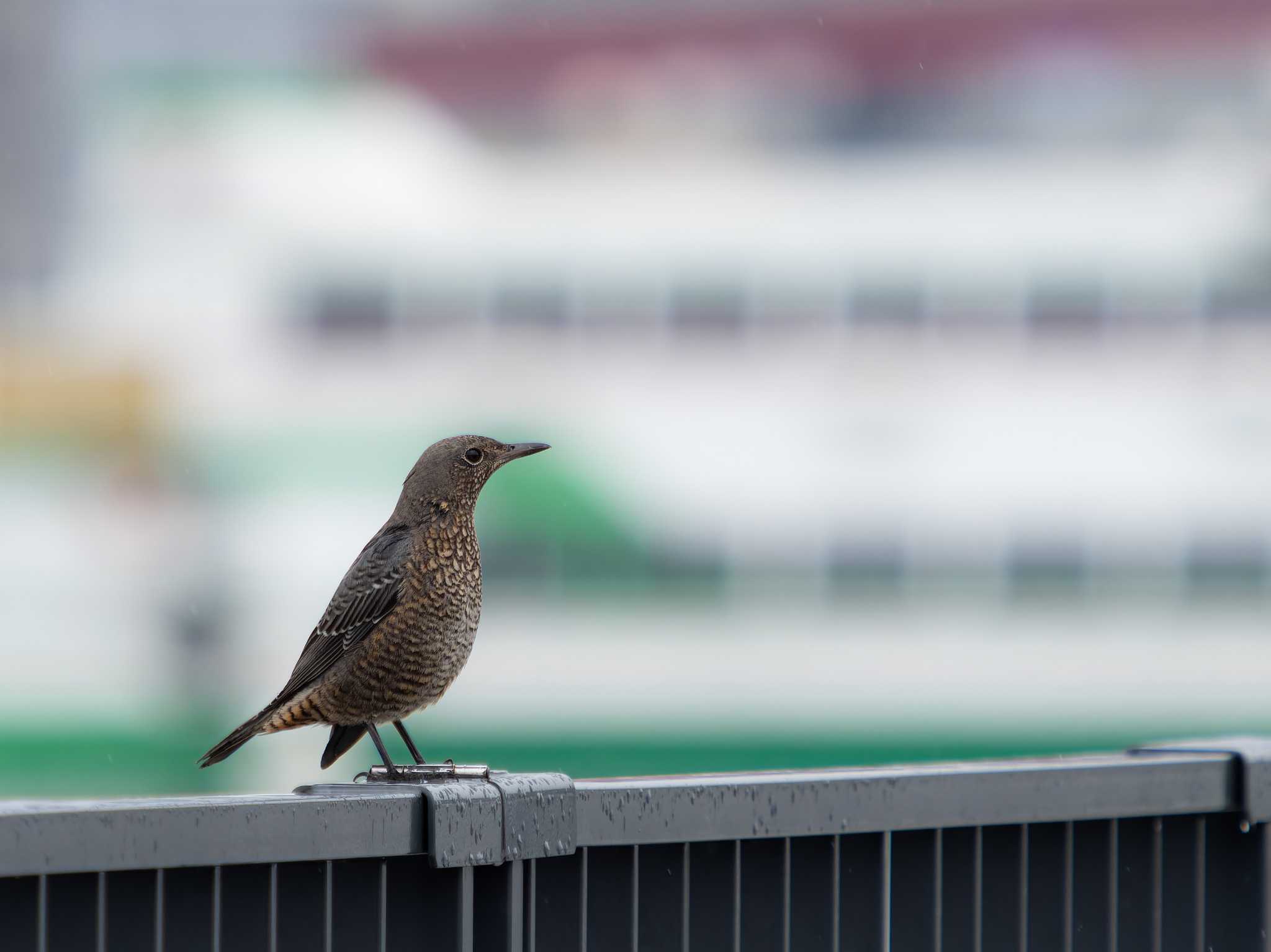 Blue Rock Thrush