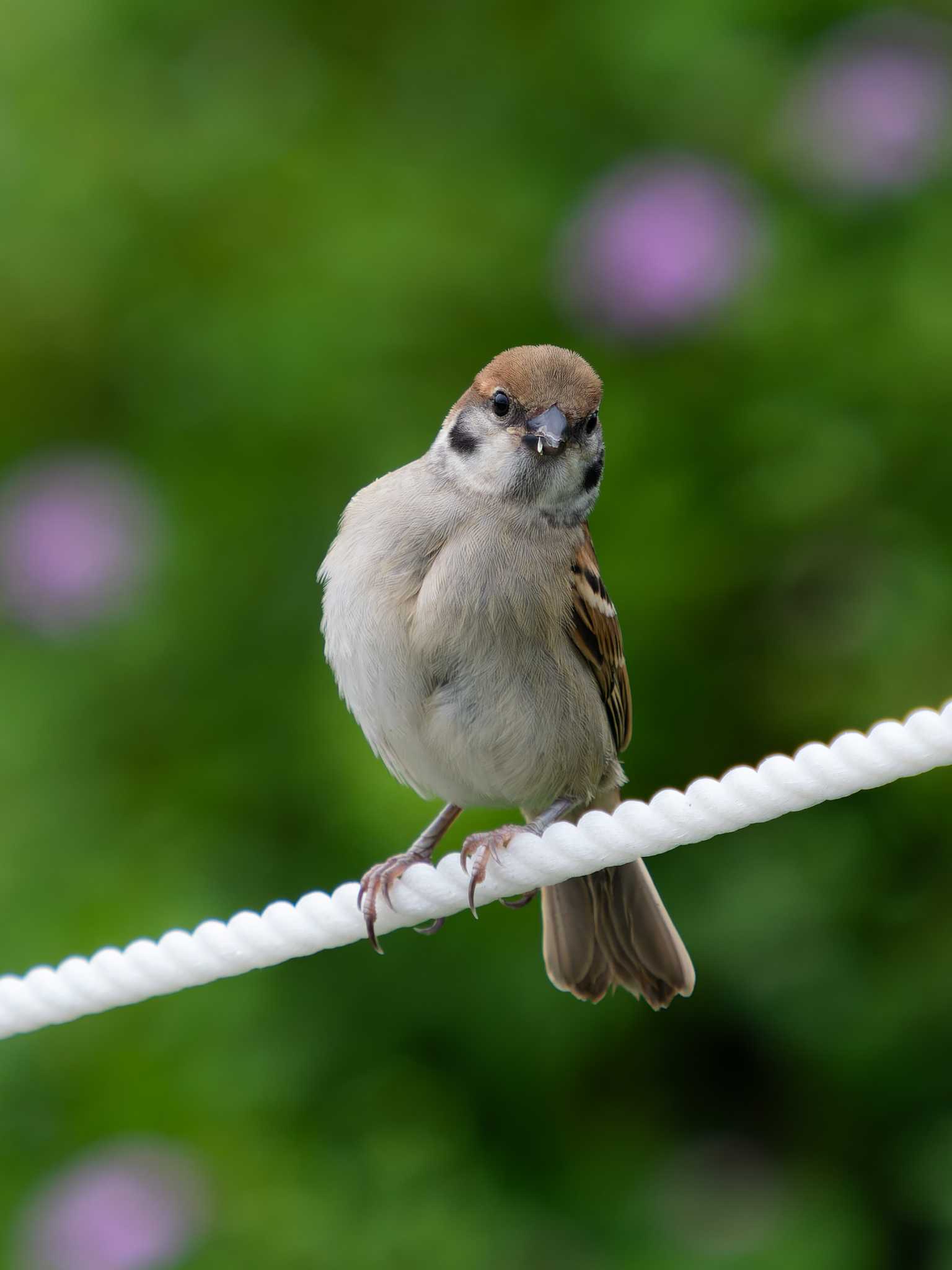 Eurasian Tree Sparrow