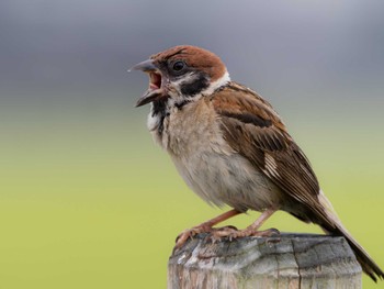 2023年8月17日(木) 長崎水辺の森公園の野鳥観察記録