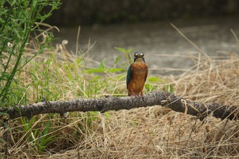 2023年8月17日(木) 中郷温水池(三島市)の野鳥観察記録