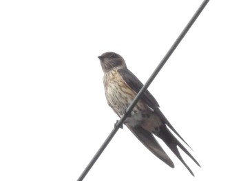 Red-rumped Swallow 滋賀県米原市 Thu, 8/17/2023