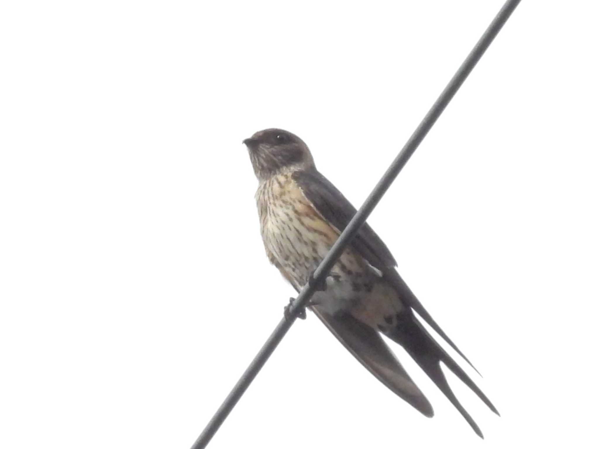 Photo of Red-rumped Swallow at 滋賀県米原市 by ゆりかもめ