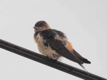 Red-rumped Swallow 滋賀県米原市 Thu, 8/17/2023