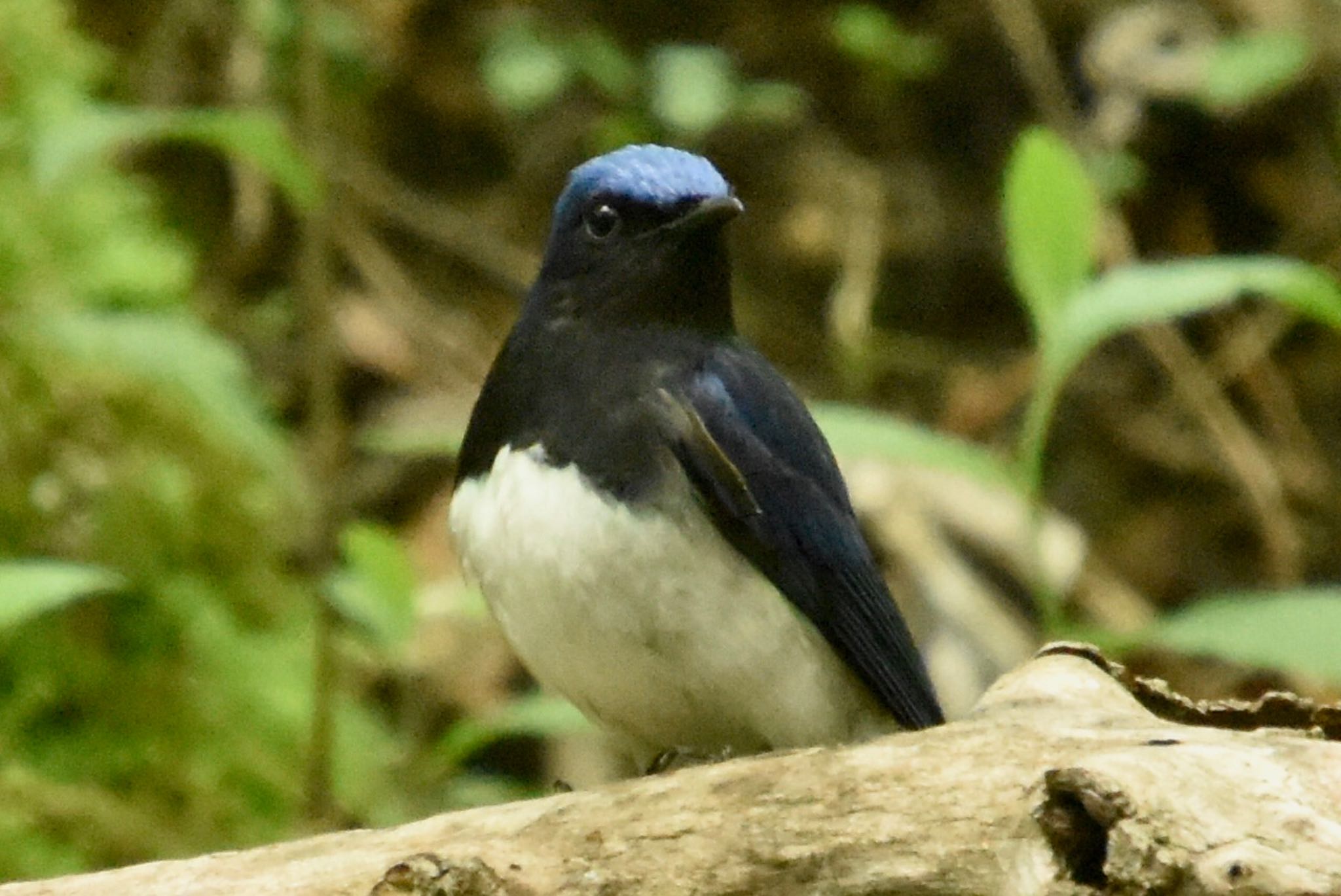 Blue-and-white Flycatcher