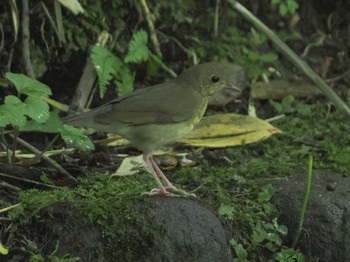 コルリ 支笏湖野鳥の森 2023年8月12日(土)