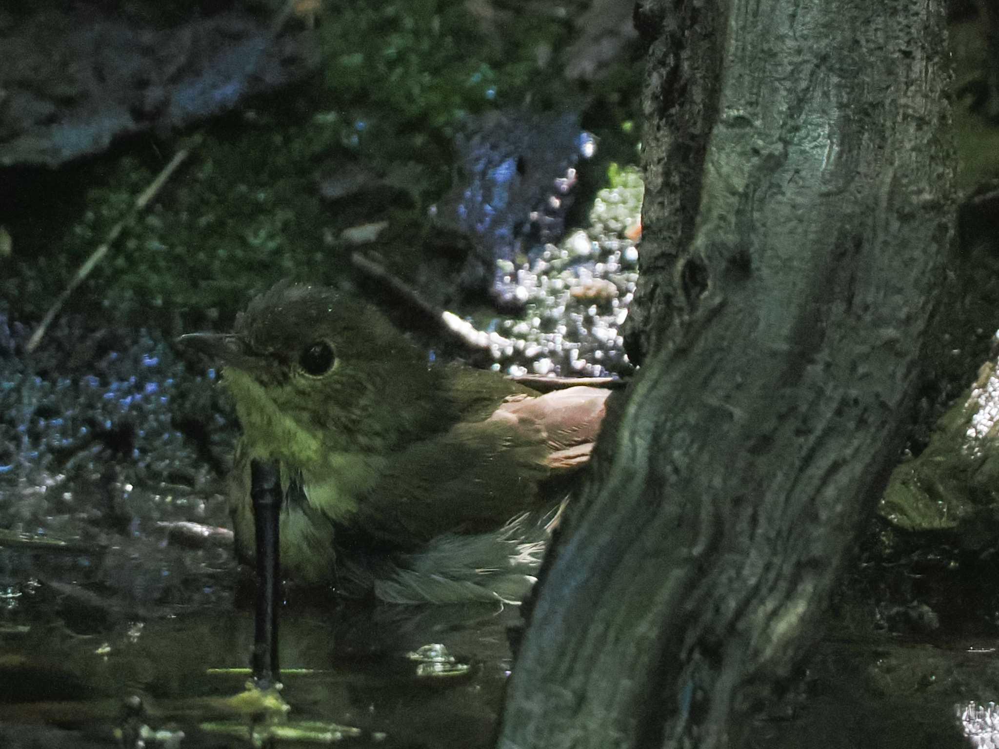 支笏湖野鳥の森 コルリの写真 by 98_Ark (98ｱｰｸ)