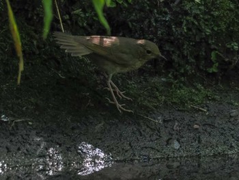 2023年8月12日(土) 支笏湖野鳥の森の野鳥観察記録