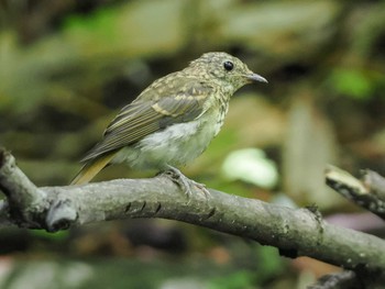 キビタキ 支笏湖野鳥の森 2023年8月12日(土)