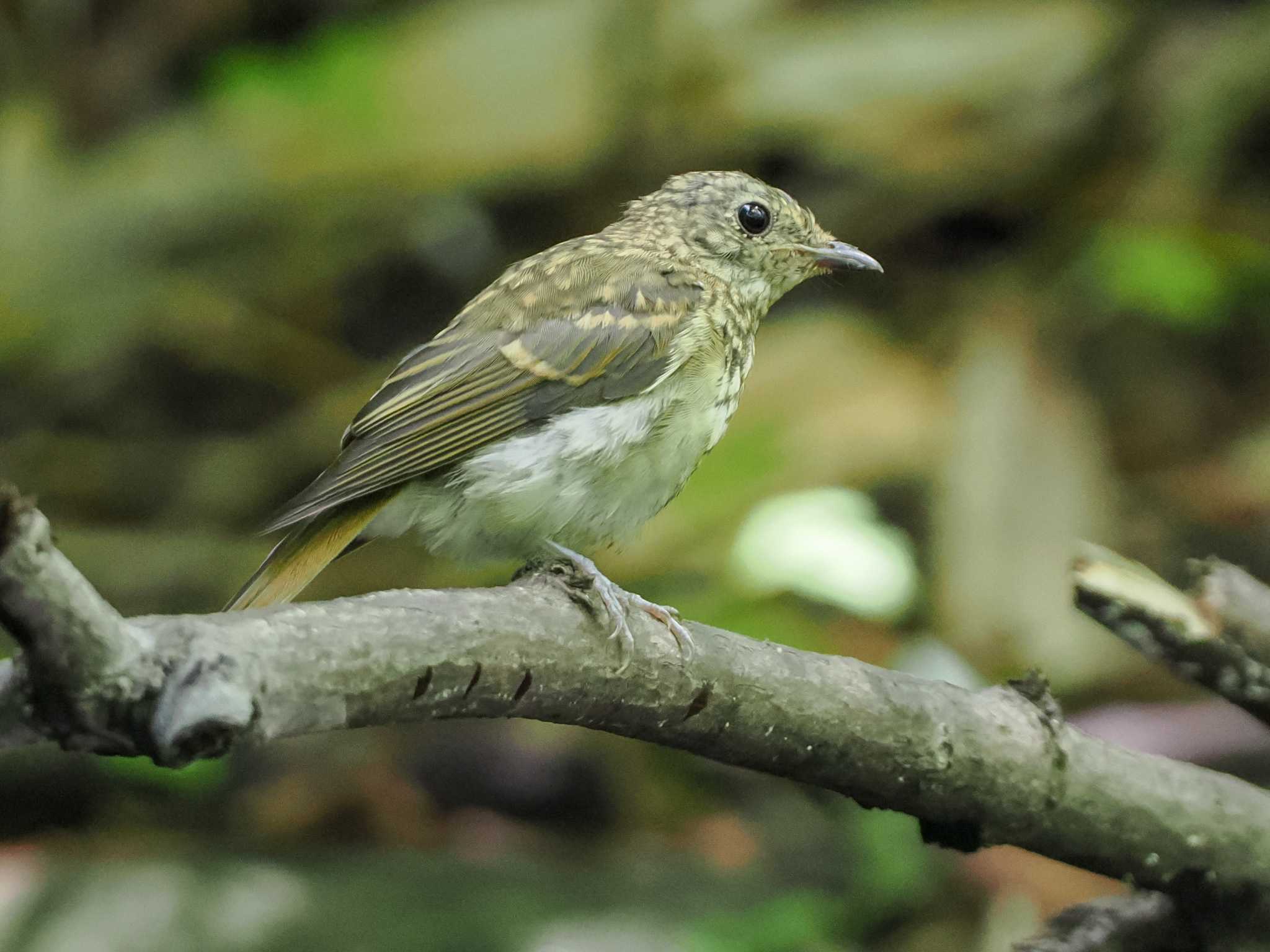 支笏湖野鳥の森 キビタキの写真 by 98_Ark (98ｱｰｸ)