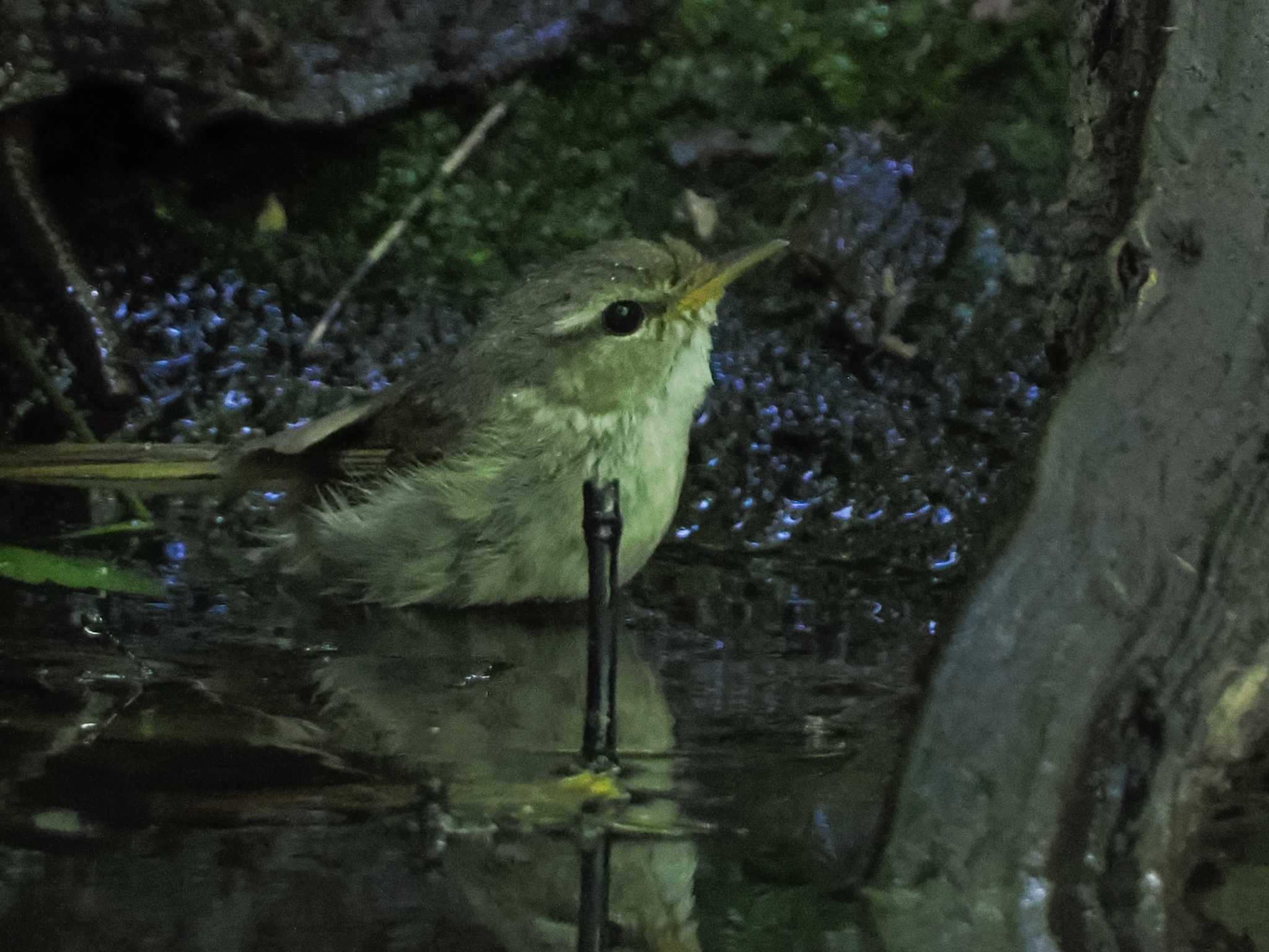 支笏湖野鳥の森 ウグイスの写真 by 98_Ark (98ｱｰｸ)