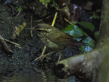 ヤブサメ 支笏湖野鳥の森 2023年8月12日(土)