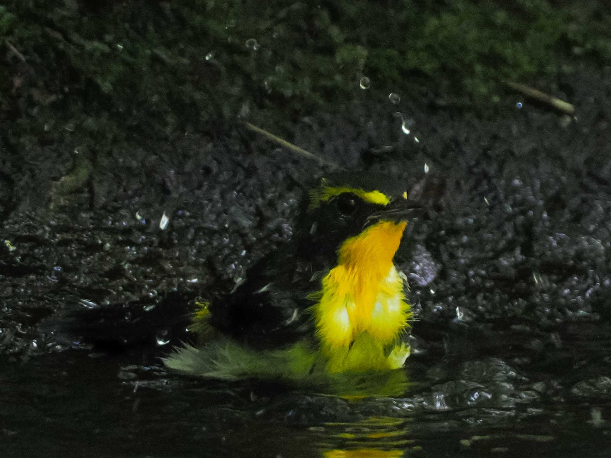 支笏湖野鳥の森 キビタキの写真 by 98_Ark (98ｱｰｸ)