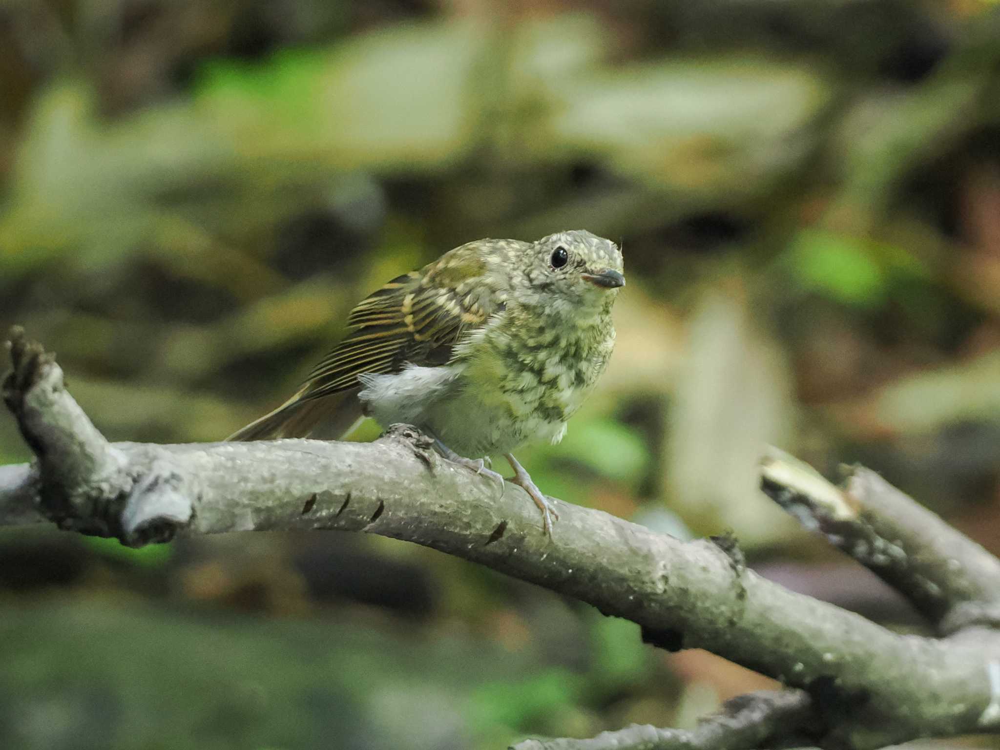 支笏湖野鳥の森 キビタキの写真 by 98_Ark (98ｱｰｸ)