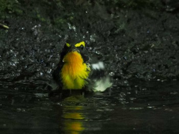 Narcissus Flycatcher 支笏湖野鳥の森 Sat, 8/12/2023