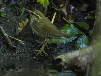 ヤブサメ 支笏湖野鳥の森 2023年8月12日(土)