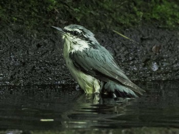 シロハラゴジュウカラ 支笏湖野鳥の森 2023年8月12日(土)