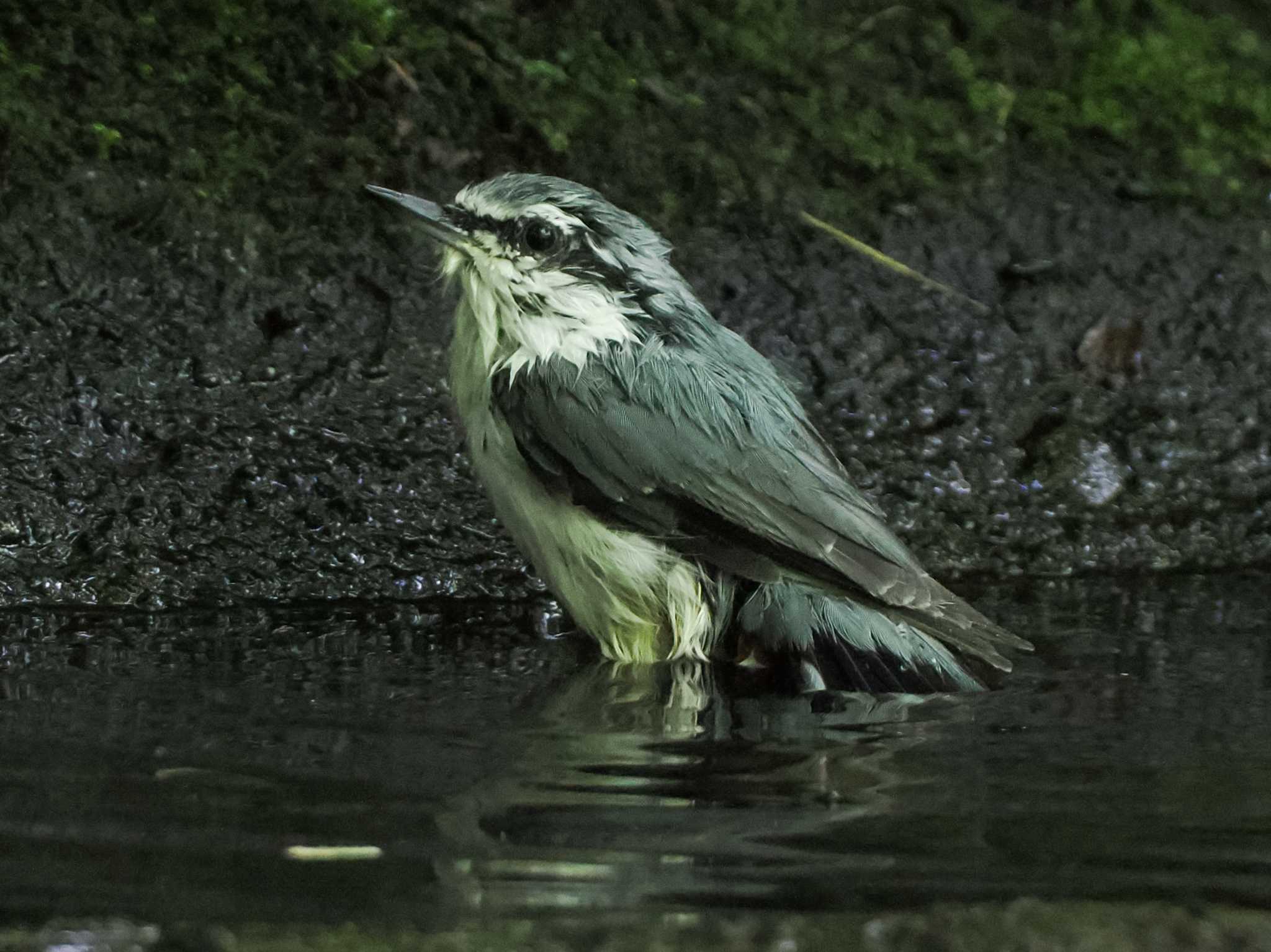 支笏湖野鳥の森 シロハラゴジュウカラの写真 by 98_Ark (98ｱｰｸ)