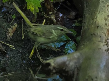 ウグイス 支笏湖野鳥の森 2023年8月12日(土)