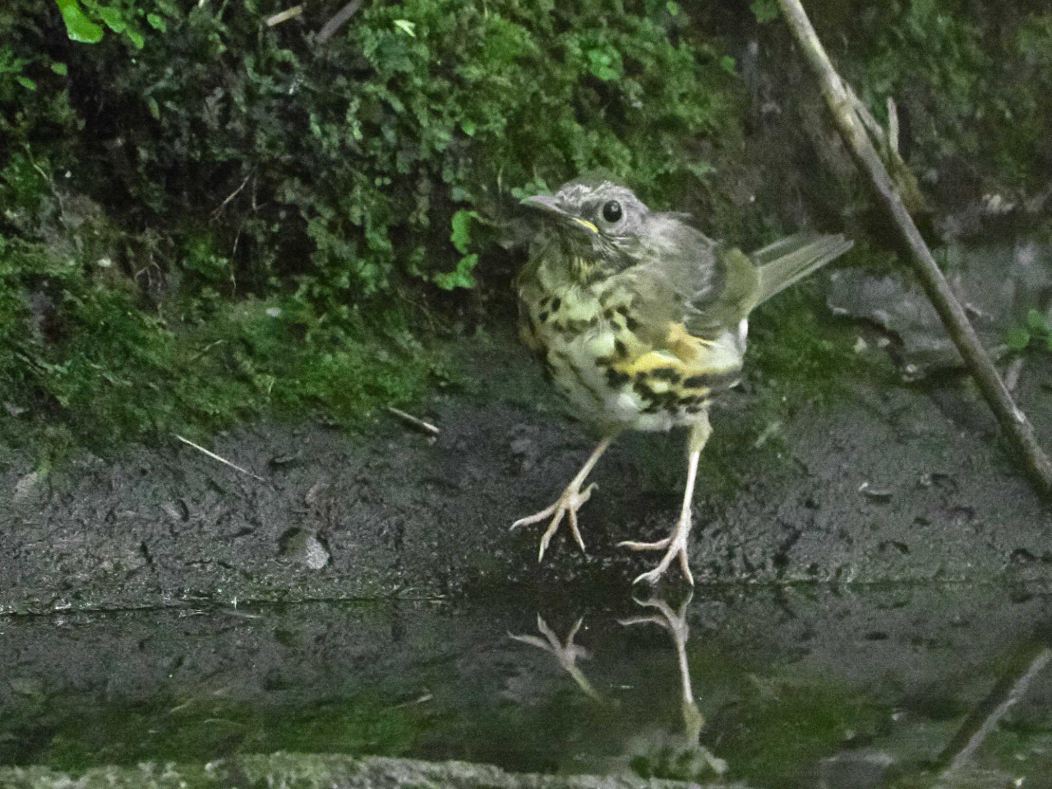 クロツグミ