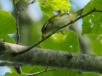 Eastern Crowned Warbler 支笏湖野鳥の森 Sat, 8/12/2023