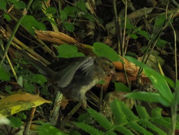 Grey Bunting 支笏湖野鳥の森 Sat, 8/12/2023