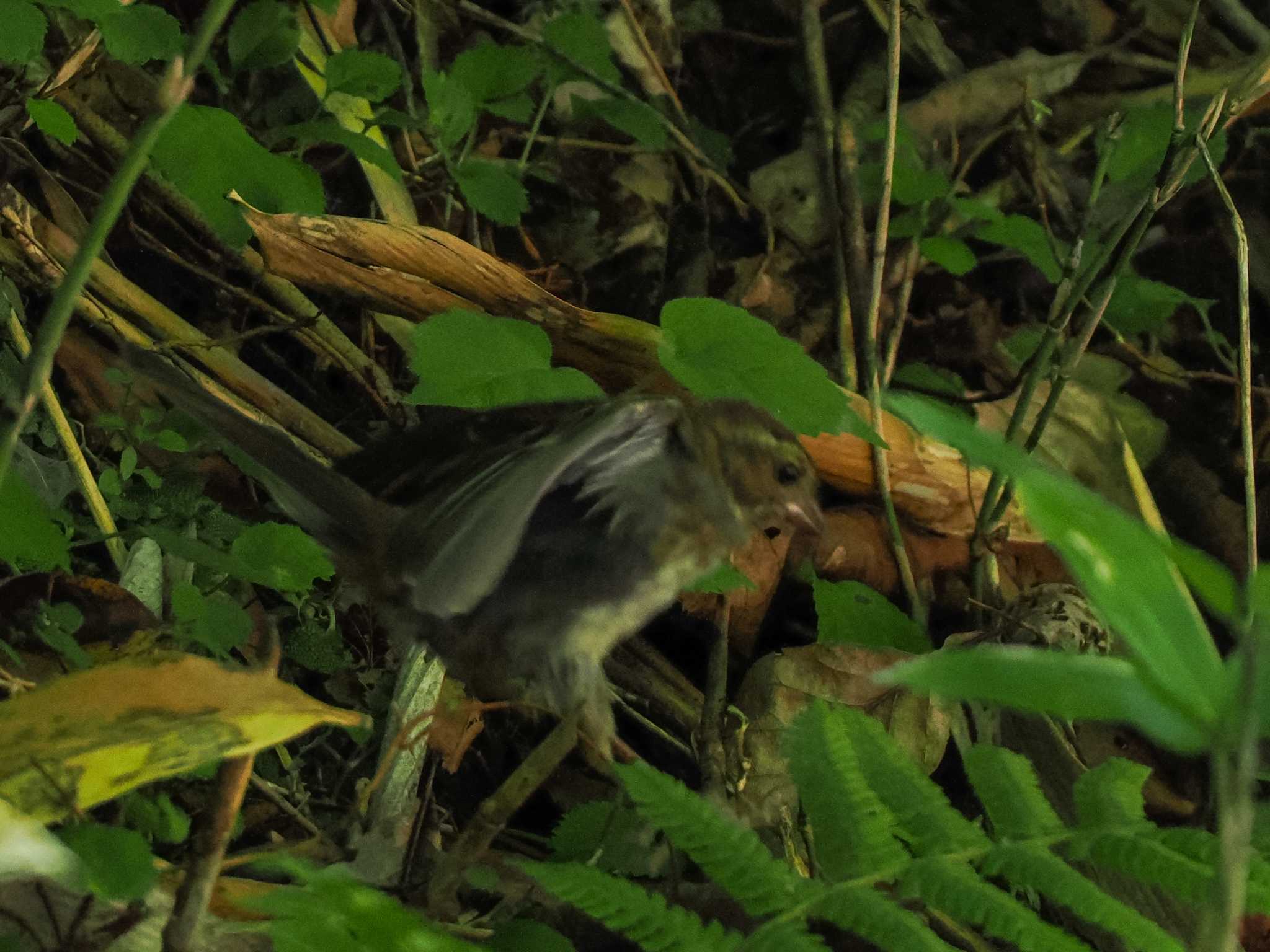 支笏湖野鳥の森 クロジの写真 by 98_Ark (98ｱｰｸ)