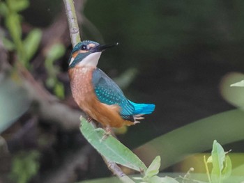 2023年8月13日(日) 福井緑地(札幌市西区)の野鳥観察記録