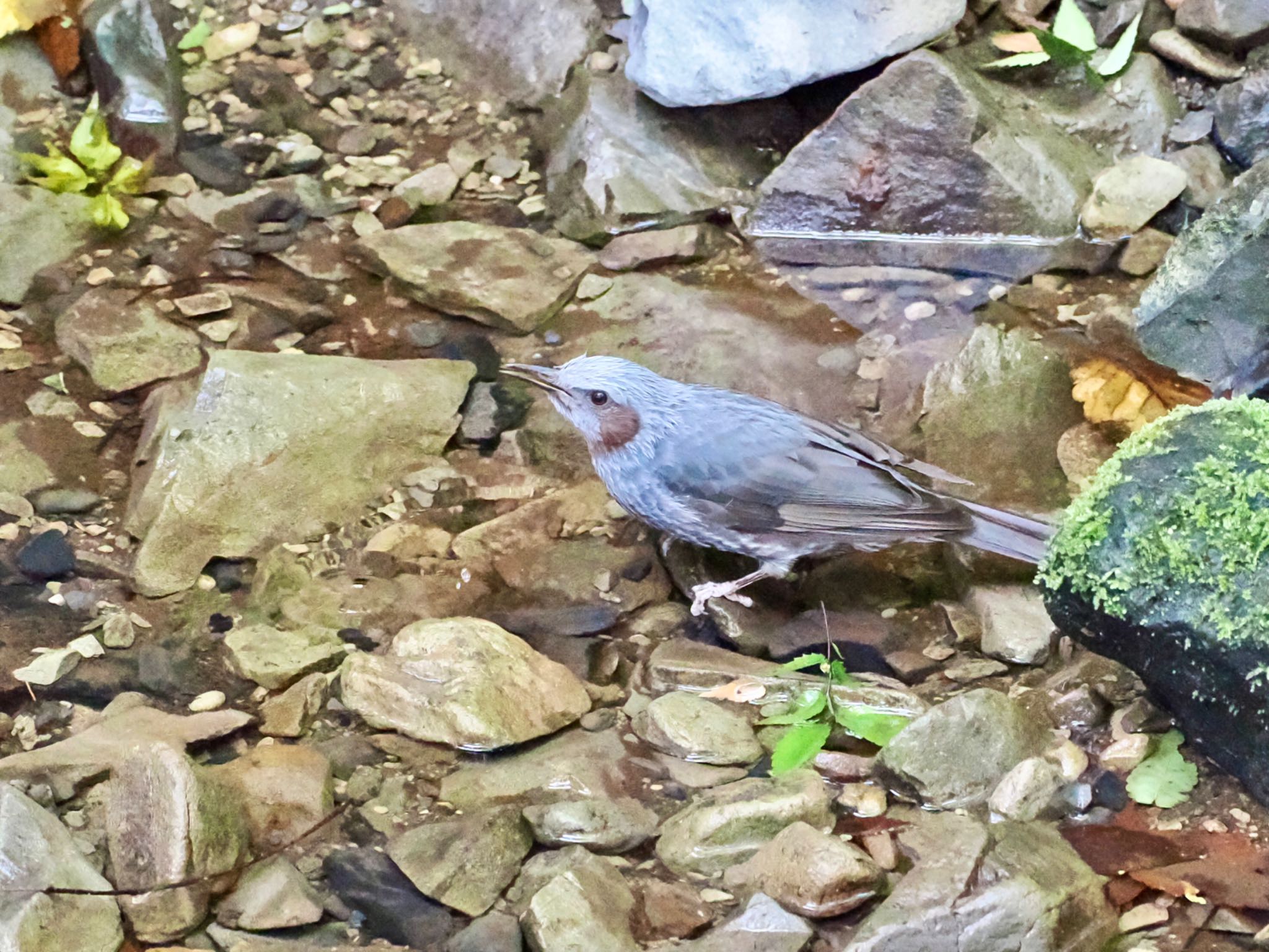 Brown-eared Bulbul