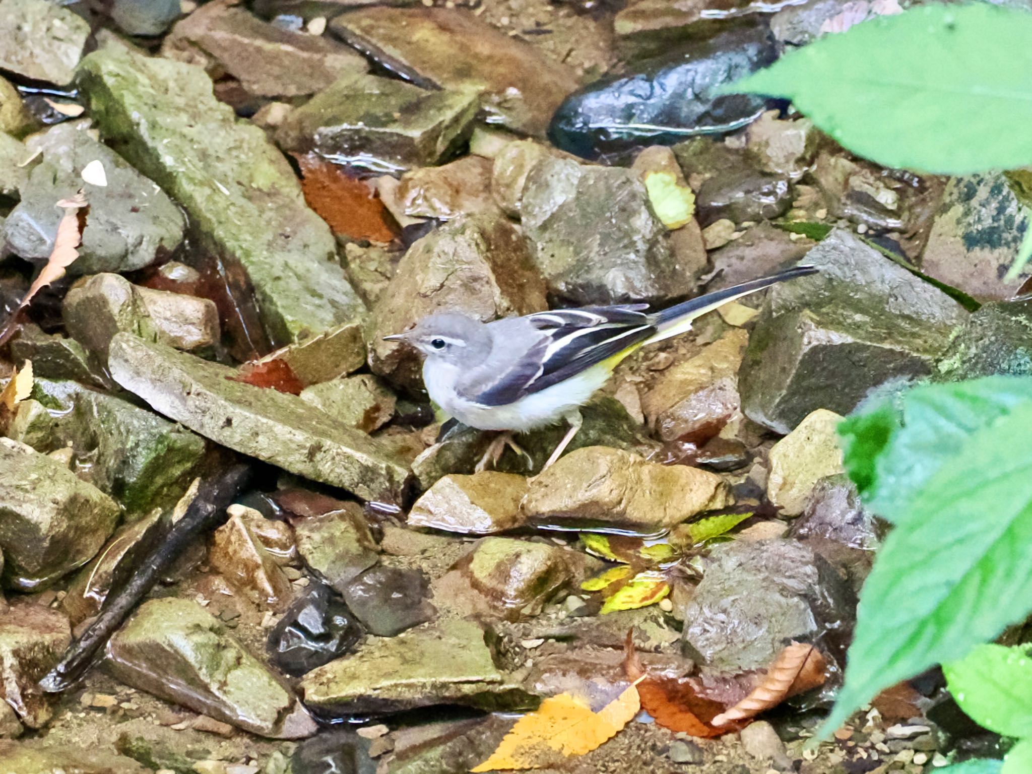 Grey Wagtail