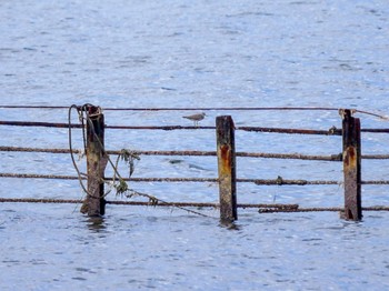 2023年8月10日(木) 袖ヶ浦公園の野鳥観察記録