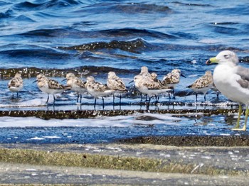 2023年8月10日(木) 海ほたるの野鳥観察記録