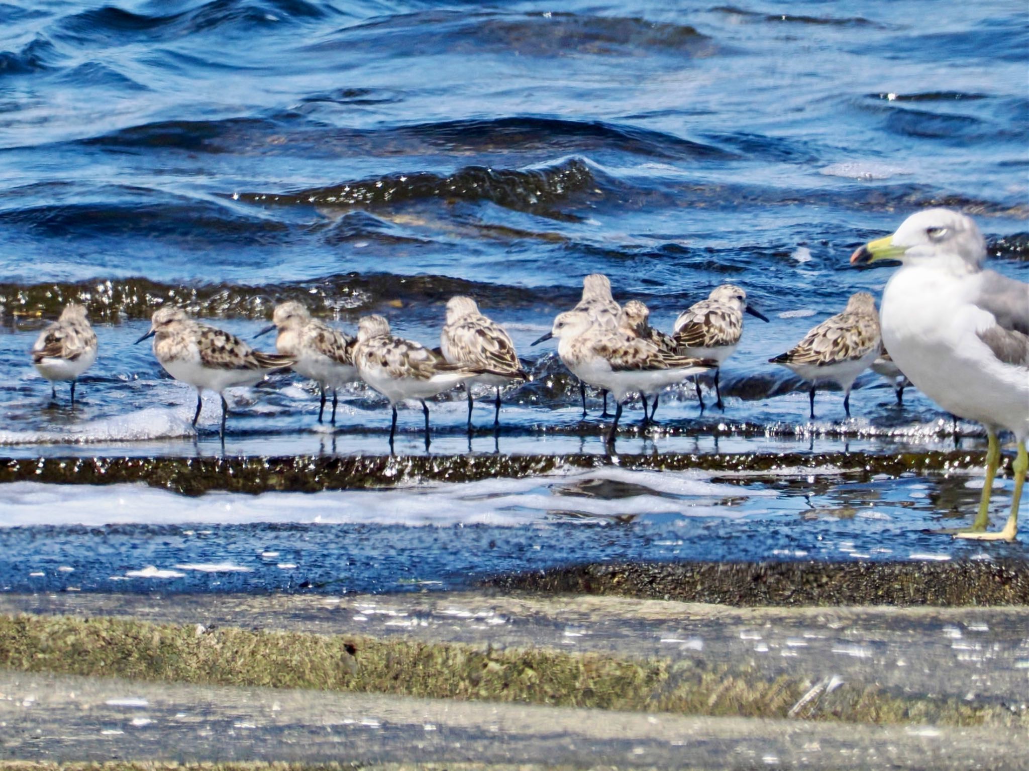 まさか東京湾アクアライン海ほたるでミユビシギの群れが…30羽以上いた