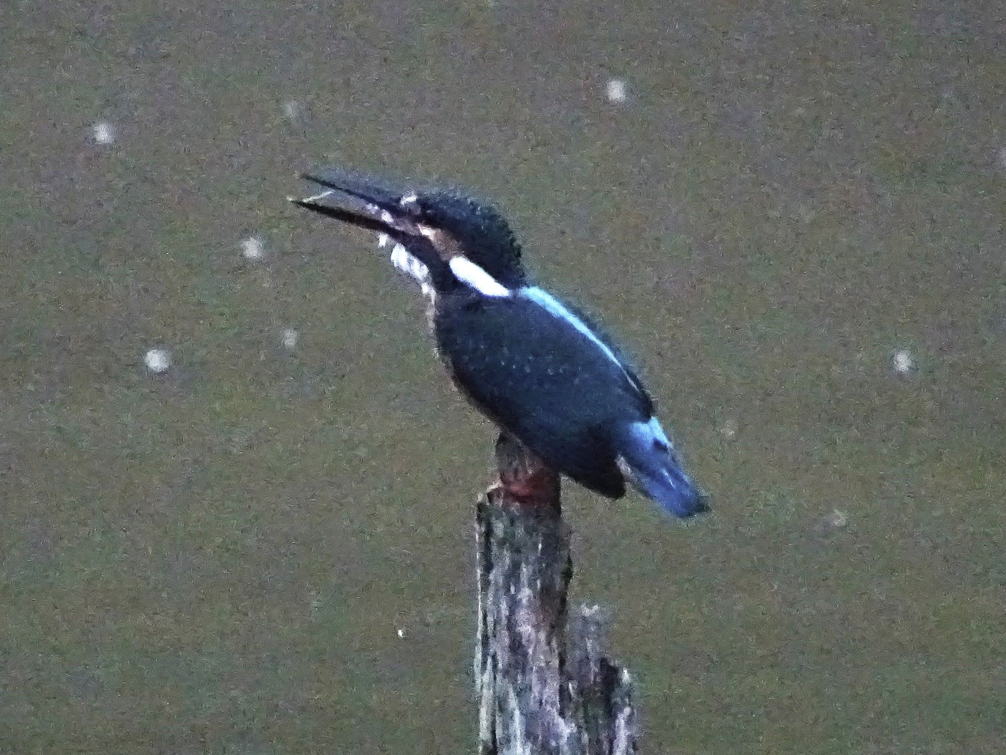 舞岡公園 カワセミの写真