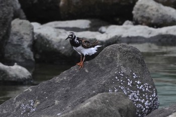 キョウジョシギ 東京港野鳥公園 2023年8月16日(水)