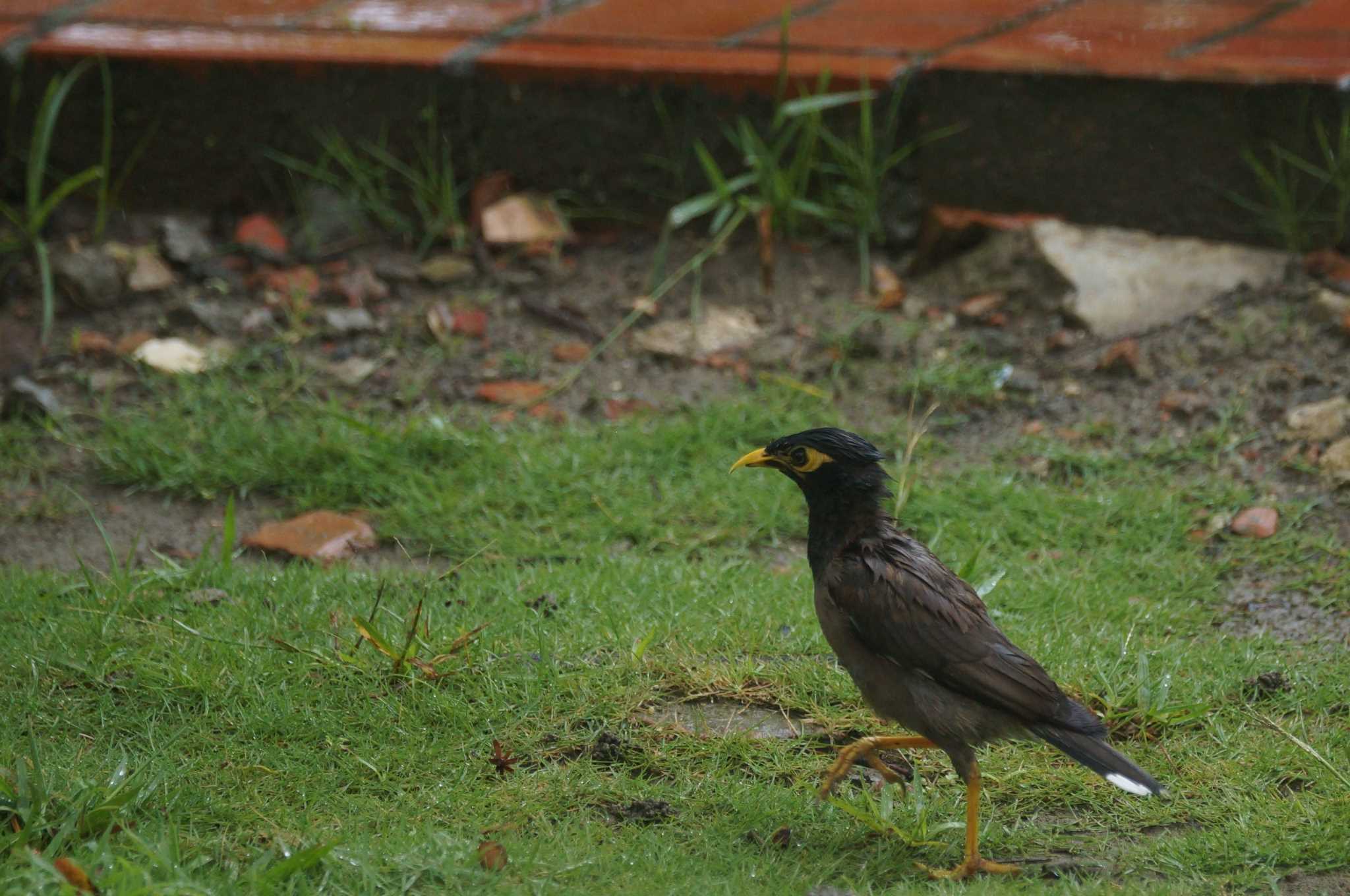 Photo of Common Myna at 台湾 by bea