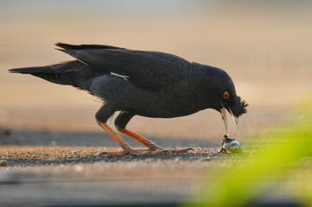 Crested Myna 金井遊水地(金井遊水池) Sun, 7/23/2023