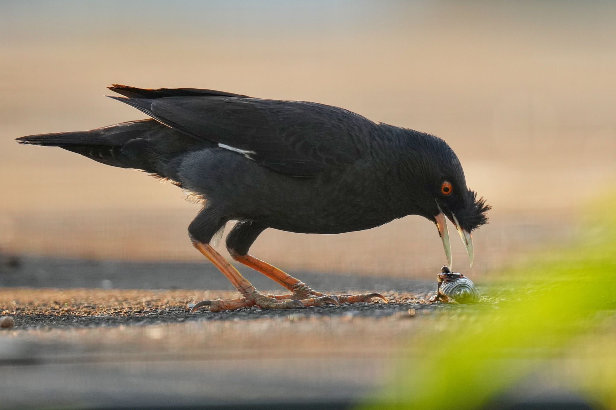 Crested Myna