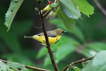 Ornate Sunbird タイ Thu, 6/14/2018