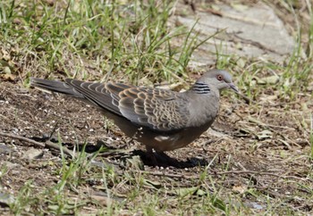 Oriental Turtle Dove 和歌山市 Wed, 8/16/2023