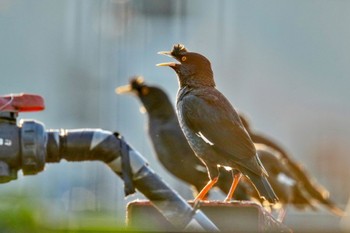 Crested Myna 金井遊水地(金井遊水池) Sun, 7/23/2023