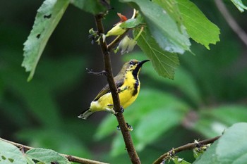 Ornate Sunbird タイ Thu, 6/14/2018