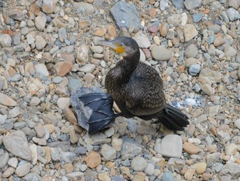 カワウ 平和の森公園、妙正寺川 2023年8月18日(金)