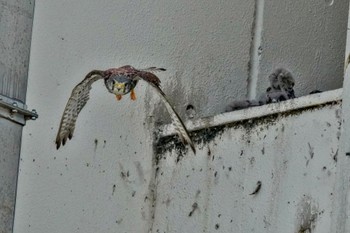 2023年7月23日(日) 金井遊水地(金井遊水池)の野鳥観察記録