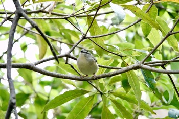 Spotted Pardalote