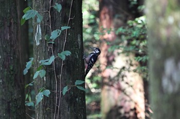 White-backed Woodpecker 秋葉山 Fri, 8/18/2023