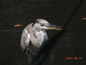 アオサギ 葛西臨海公園 2023年8月16日(水)