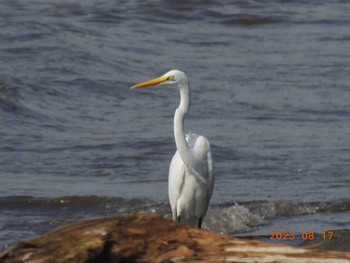 ダイサギ 葛西臨海公園 2023年8月17日(木)